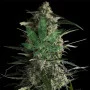 Насіння конопель Galaxy CBD від Pyramid Seeds
